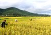Giải mã mơ thấy gặt lúa – Con số may mắn nhất? Giải mã mơ thấy gặt lúa - Con số may mắn nhất?