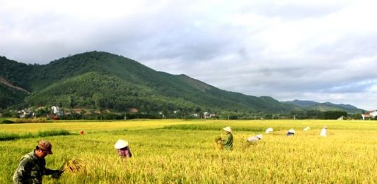 Giải mã mơ thấy gặt lúa – Con số may mắn nhất? Giải mã mơ thấy gặt lúa - Con số may mắn nhất?
