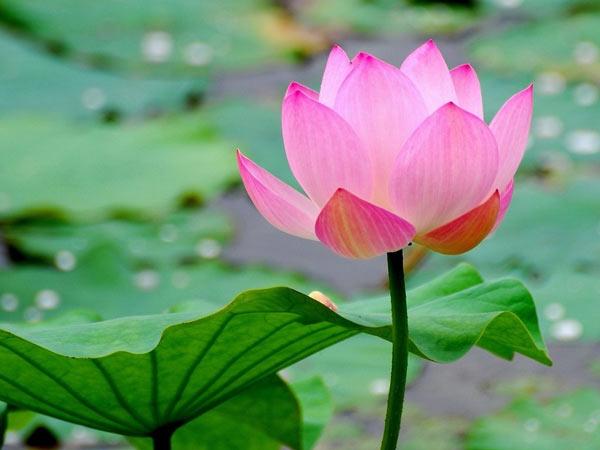 Mơ thấy hoa sen là điềm gì và đánh số nào chắc ăn? 1 hoa sen