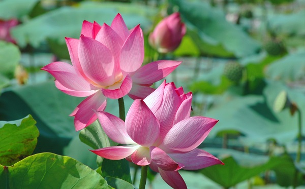 Mơ thấy hoa sen là điềm gì và đánh số nào chắc ăn? 3 mộng thấy hoa sen