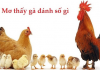 Mơ thấy con gà nên đánh số nào và ý nghĩa giấc mơ đó mơ thấy con gà đánh số gì
