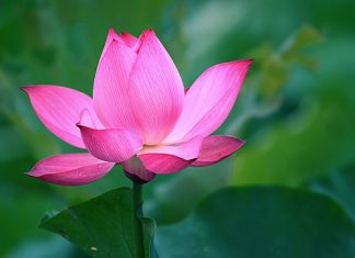 Mơ thấy hoa sen là điềm gì và đánh số nào chắc ăn? mơ thấy hoa sen