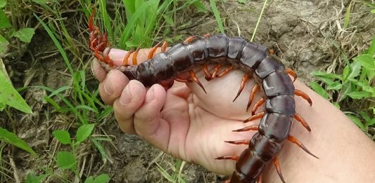 Mơ thấy con rết, đánh đề ghi lô có được không? mơ thấy rết