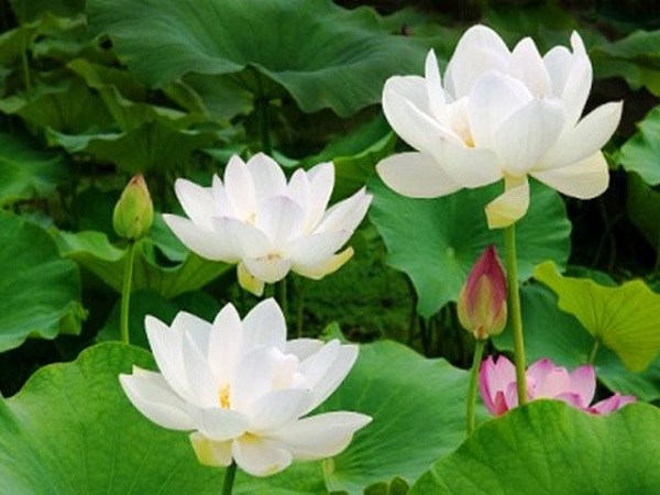 Mơ thấy hoa sen là điềm gì và đánh số nào chắc ăn? 2 hao sen trắng