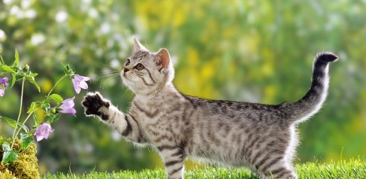 Mơ thấy con mèo điềm báo tốt hay xấu? Con số may mắn ẩn trong mơ? mơ thấy mèo