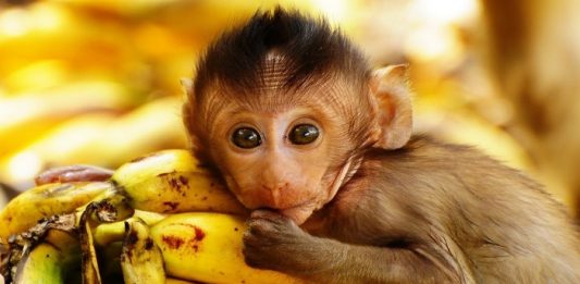 Nằm mơ thấy khỉ lô đề nên đánh là gì? Ý nghĩa giấc mơ? Nằm mơ thấy khỉ lô đề nên đánh là gì? Ý nghĩa giấc mơ?